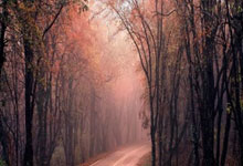 九游娱乐官网:凯恩的联赛冠军又悬了?阿方索戴维斯刚续约就赛季报销!拜仁吃亏.